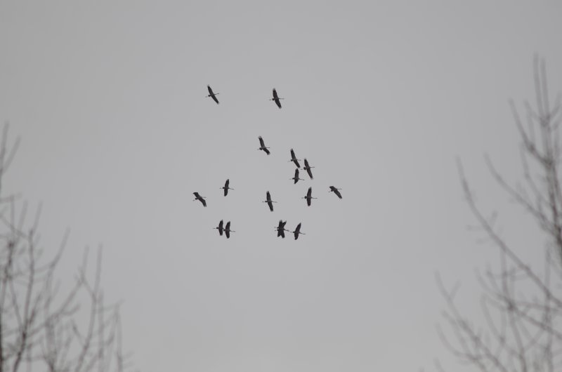 Passage de grues cendrées. Chemin de la They à Fay 24 fevrier 2022. Valere Thirioux